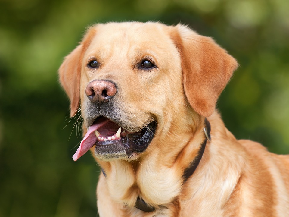 Sverminare cane in modo naturale, ecco i 10 rimedi fai da te infallibili