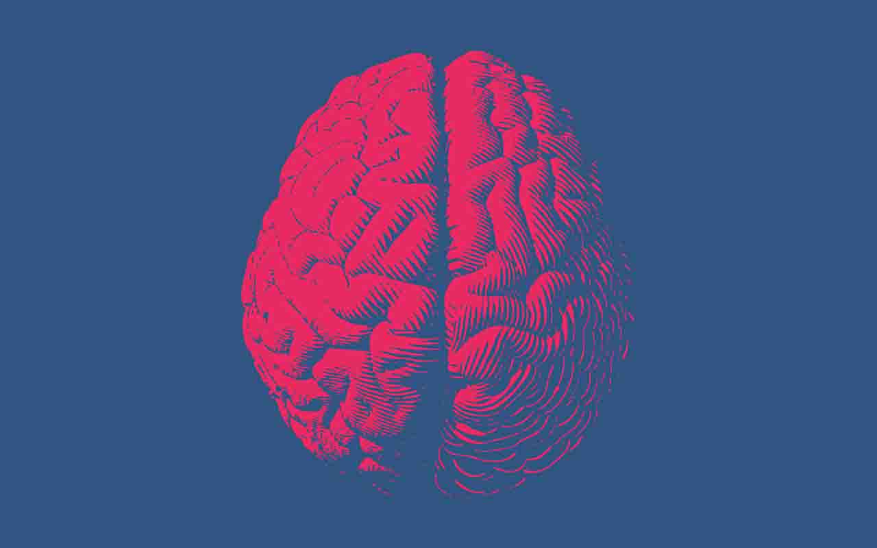 Cervello fonte pixabay