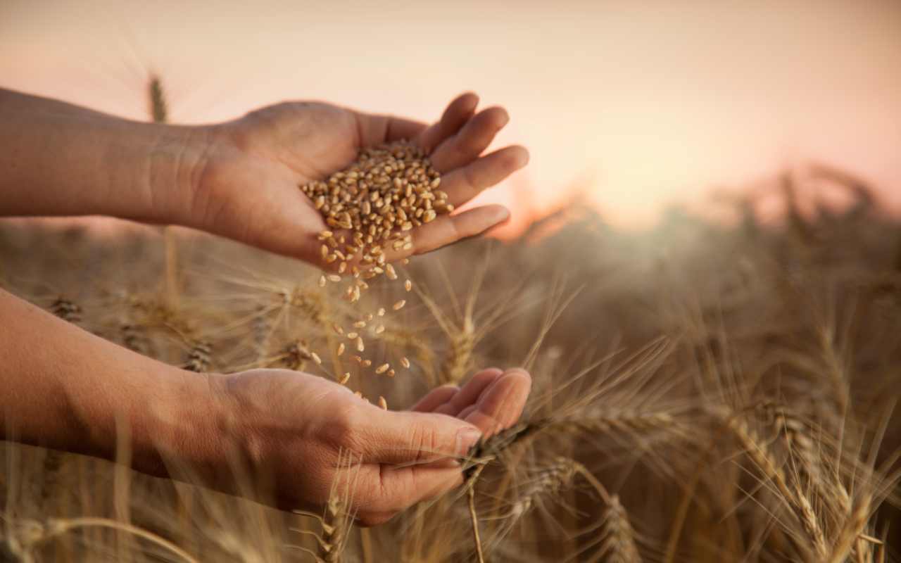 crisi del grano