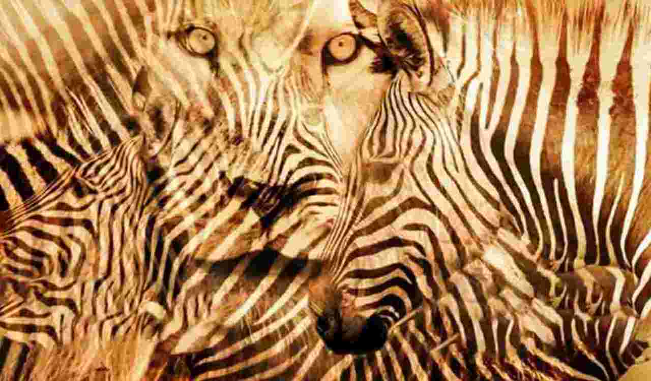 Zebra e Leone