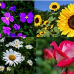 Fiori e personalità