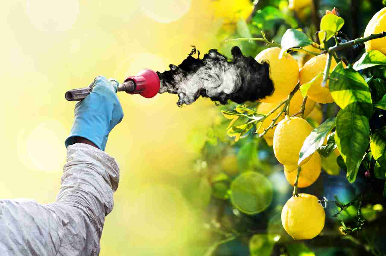 allarme pesticidi nei limoni