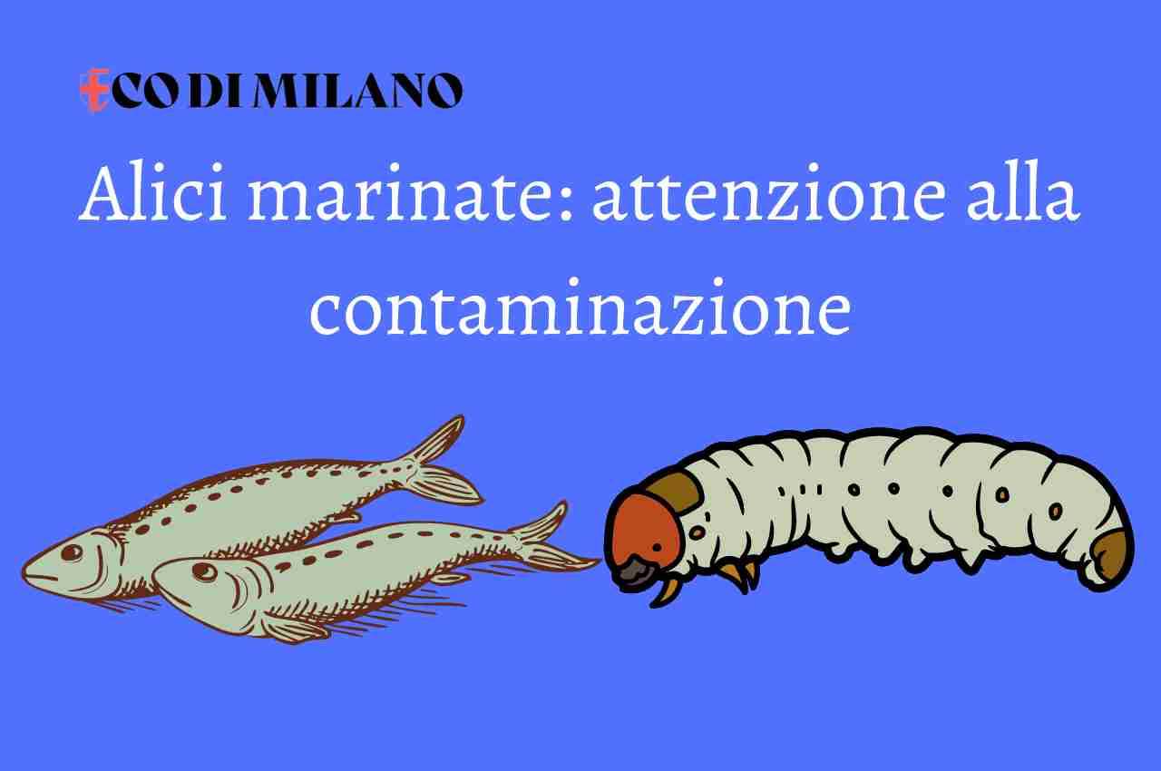 Alici marinate
