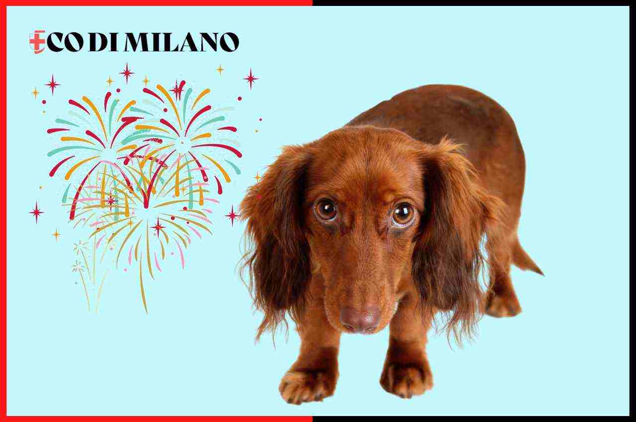 cani botti Capodanno